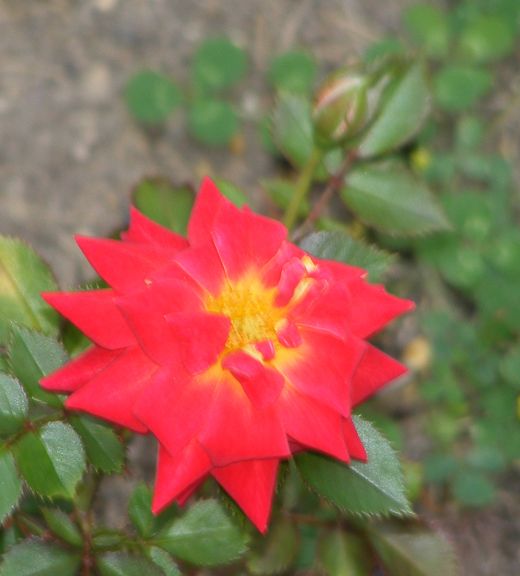 Tattooed Lady photo tl2012_06170051_zpsdf206c86.jpg